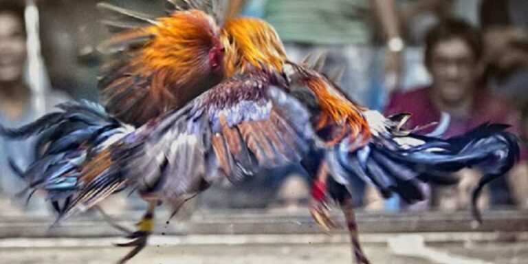 Cockfighting Style